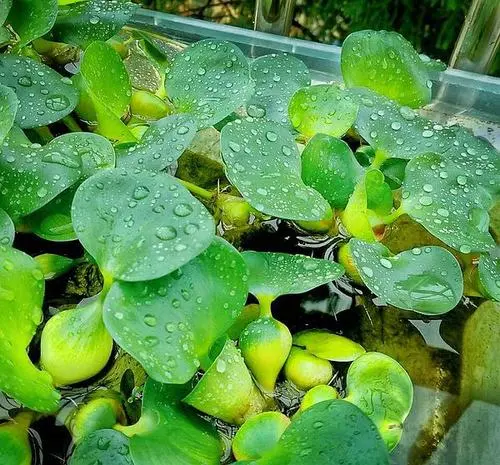 水葫芦的养殖方法和注意事项-简短介绍