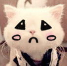 恶搞猫猫