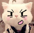 恶搞猫猫