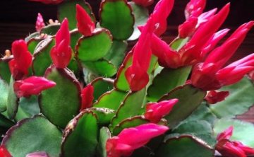 仙指兰的寓意是什么-简短介绍