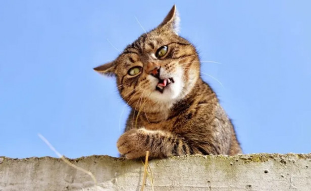 高情商的哄人话语 一句话笑话逗人开心精选(80句)