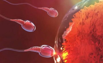 双手手指越不对称精子数越少？